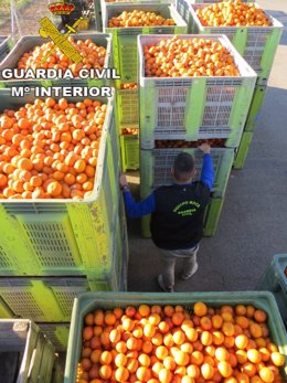 Naranjas recuperadas por la Guardia Civil                         