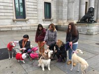 PACMA celebra la prohibición de mutilación a los perros y reclama una ley marco de protección animal