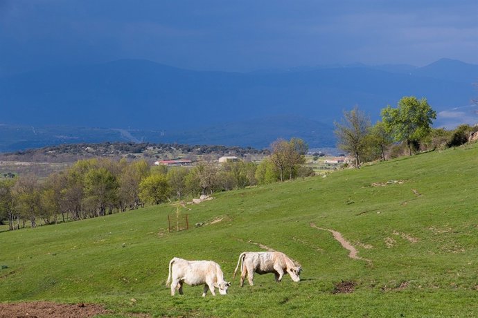 Vacas pastando. Pradera. Animales. 