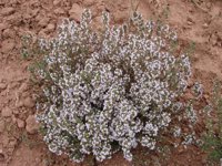 Jaca y el CITA colaboran para estudiar el potencial económico del cultivo de plantas aromático-medicinales