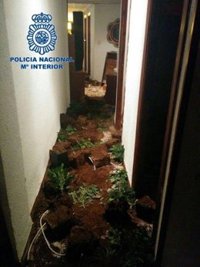 Dos detenidos por cultivar 122 plantas de marihuana en Alicante