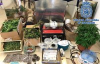 Detienen a un joven por tener una plantación de marihuana en la azotea de su casa en Lanzarote