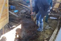 Investigan a un joven por maltrato animal tras la muerte de varios caballos