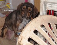 Rescatan a un perro desnutrido del investigado por maltratar a un burro en Castellnovo