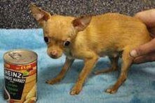 Brie, la chichuaha maltratada que ha encontrado una familia