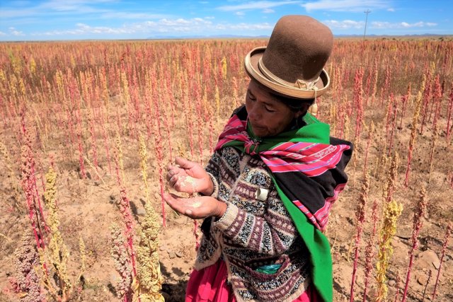 Una mujer boliviana enseña las semillas de quínoa 