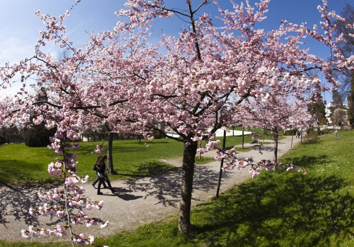 Primavera, flores, árboles