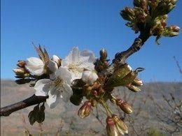 Floración de los cerezos a fecha de 18 de marzo