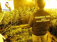 Dos detenidos y desmanteladas dos plantaciones de marihuana en Puente Genil (Córdoba)