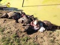 Cuatro personas investigadas en Sevilla por hurtar y matar a cerdos con una maza