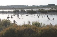 Podemos lamenta que PSIB y MÉS "desprotejan el territorio" pidiendo la legalización de un párking en Es Trenc