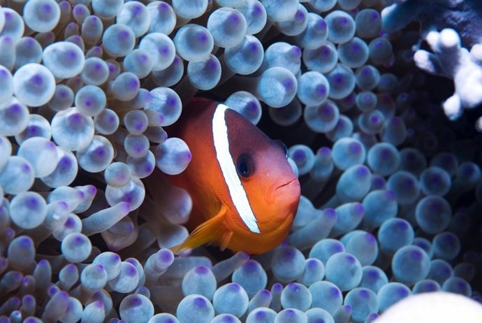 Pel·lícula 'L'oceà secret de Jean-Michel Cousteau'