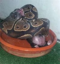 Investigada en Granada una joven por alimentar a su serpiente pitón con crías de perros y gatos