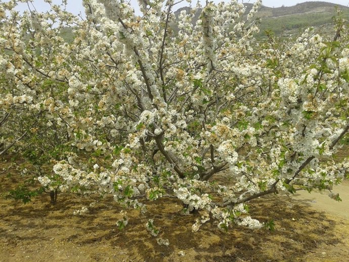 Valle del Jerte, primavera, bien tiempo, calor