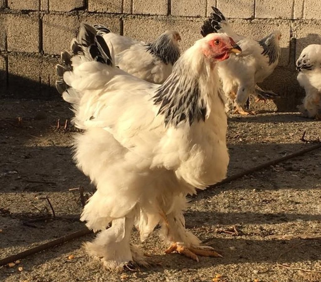 'El Rey de Todas las Aves' El pollo gigante de este vídeo no es un