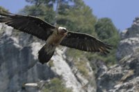 El Parlamento andaluz aprueba una PNL para prevenir y corregir la muerte de aves al chocar con tendidos eléctricos