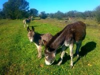 Doñana acogerá un refugio de alta capacidad para alojar a 30 equinos abandonados, entre asnos y caballos