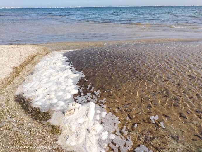 Aparecen miles de pepinos de mar muertos en playas del Mar Menor