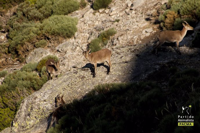 Cabras montesas en Guadarrama