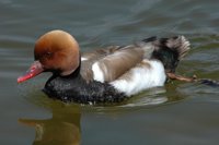 Más de un tercio de las áreas importantes para aves en España están amenazadas por las aguas residuales