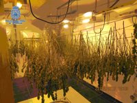 La Policía Nacional desmantela en Vélez-Málaga seis plantaciones de marihuana y se incauta de 700 plantas