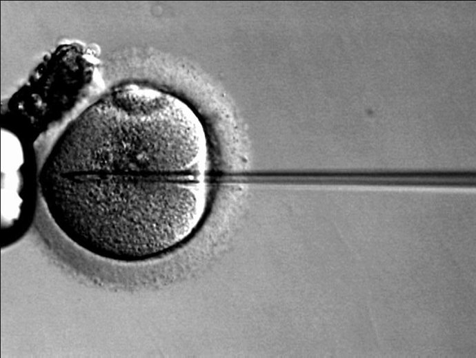 Fecundació in vitro