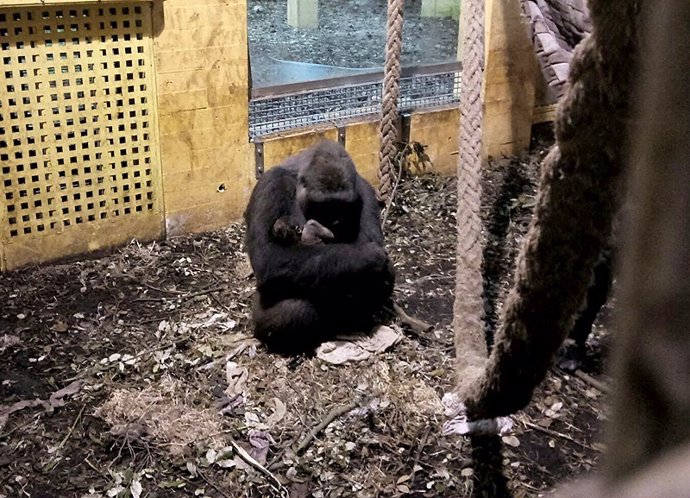 Nueva cría de gorila en Cabárceno