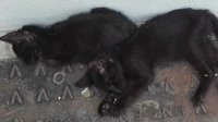 Pacma alerta de "un posible envenenamiento masivo" de gatos en Córdoba