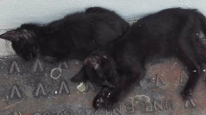 Gatos muertos en el entorno del Museo Taurino