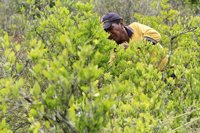 El ministro de Defensa achaca el aumento de los cultivos de coca en Colombia al proceso de paz