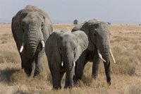 Muere el último elefante africano en cautividad de Australia