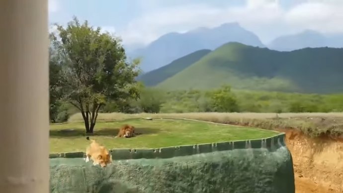 Una leona trata de saltar un foso de seguridad para atacar a los visitantes