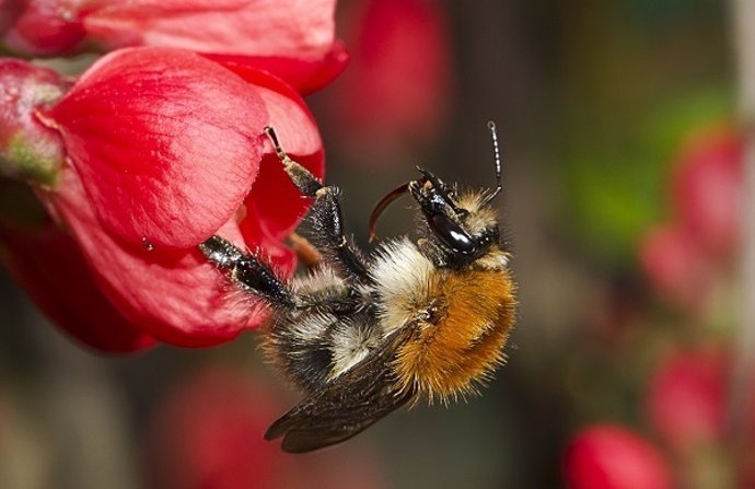 Una de las especie de abejorros, unos polinizadores muy importantes