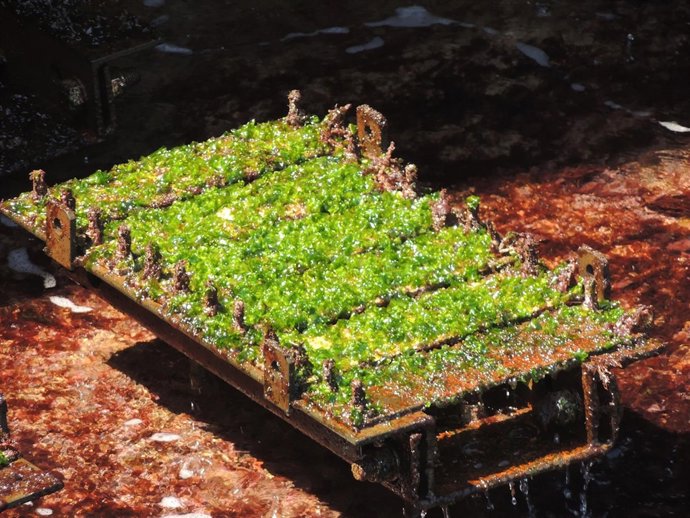 Contaminación biológica marina