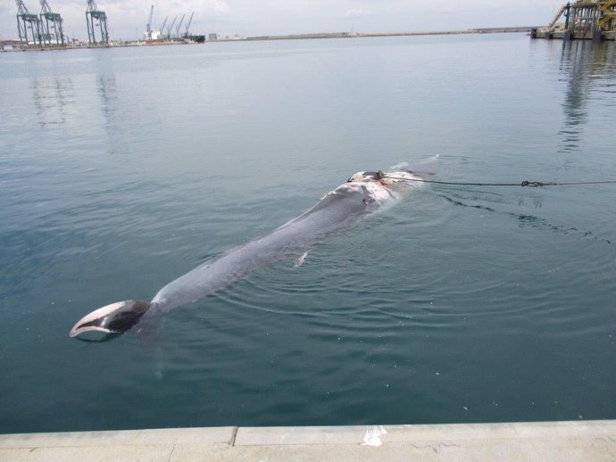 El cetaci es va endinsar al moll