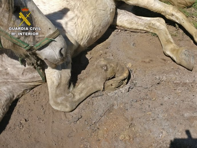 Investigado un vecino de La Peza por presunto maltrato de una yegua