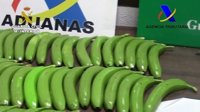 Hallan 17 kilos de cocaína escondidos en bananas falsas en València y Málaga