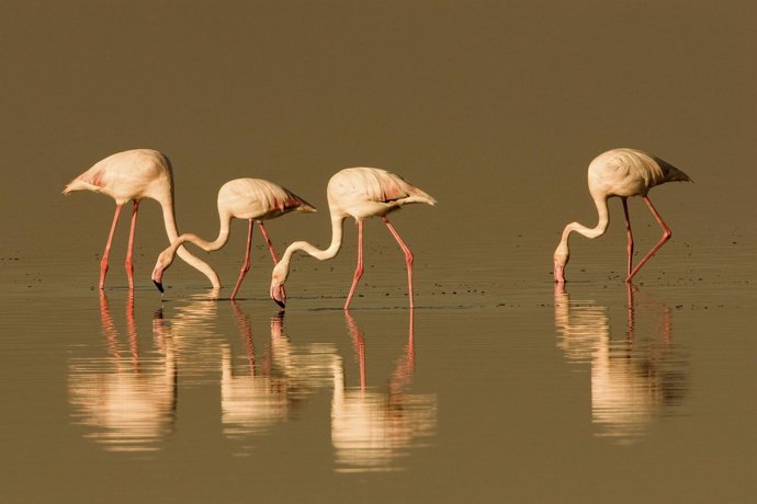 Los flamencos recalan en lagunas y humedales cordobeses