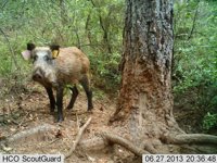 Gobierno apoya a los cotos con 38.000€ para suscribir seguros de accidentes de tráfico provocado por fauna silvestre