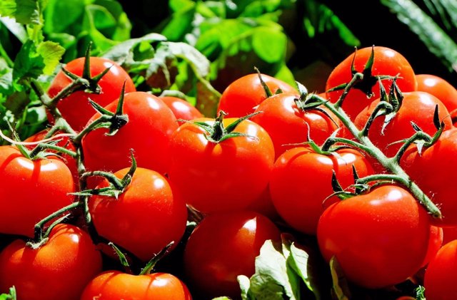 Demuestran que la actividad antitumoral del tomate está influida por la variedad