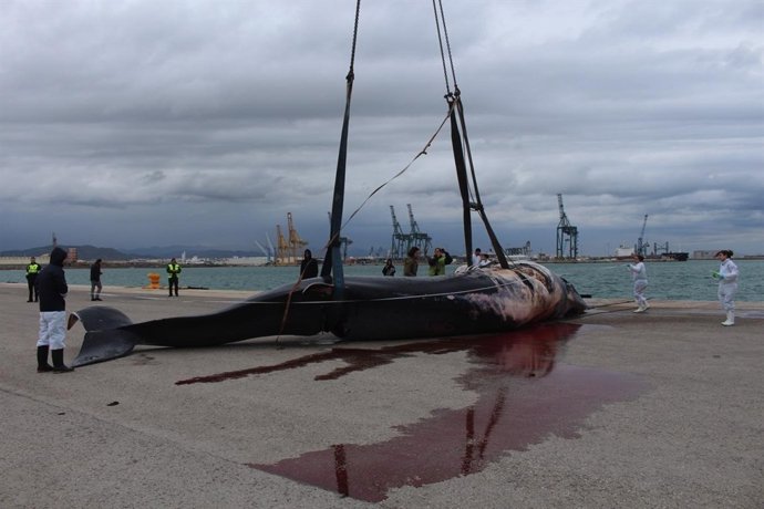 Cachalote hembra localizado en el Puerto de Sagunto