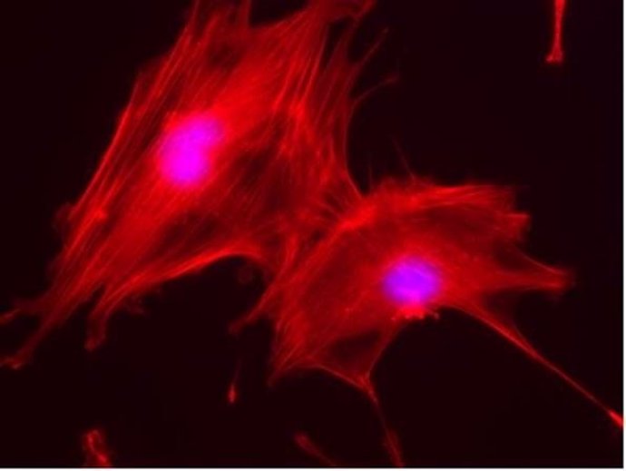 Osteoblastos de ratón creciendo sobre matrices 3D desarrolladas a partir de resi
