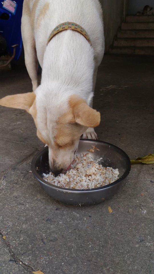 que comen los perros de la calle