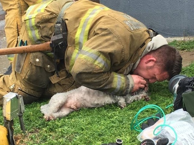 Un bombero rescata y reanima a un perrito en un incendio en CAlifornia
