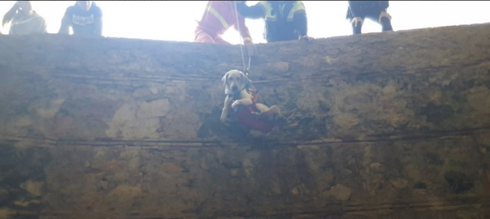 Rescate de uno de los perros
