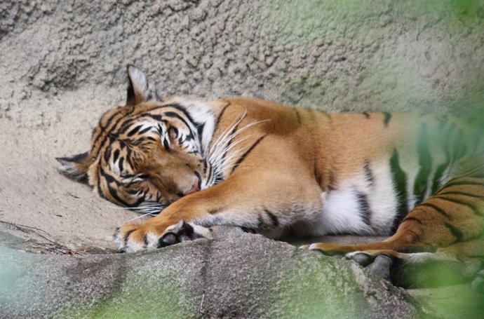Tigre de Corbett o tigre de la Indoxina