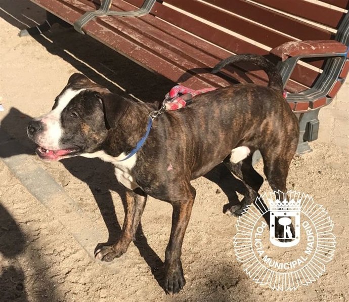 Pitbull incautado por la Policía Municipal en Ciudad Lineal