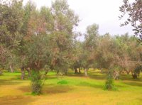 Los representantes españoles en Bruselas piden la contención de la xylella fastidiosa en Baleares