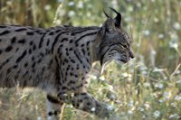 Junta invierte 250.000 euros en actuaciones de mejora de hábitat del lince ibérico en la Sierra Norte de Sevilla