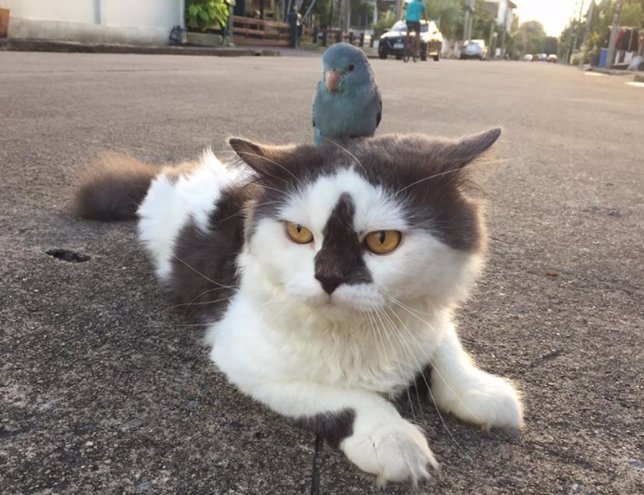 La buena relación de un gato y un pájaro